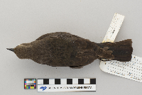 Euphagus cyanocephalus image