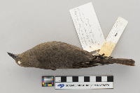 Euphagus cyanocephalus image