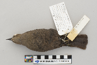 Euphagus cyanocephalus image