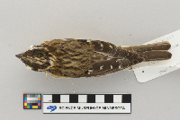 Pheucticus ludovicianus image