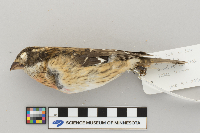 Pheucticus ludovicianus image