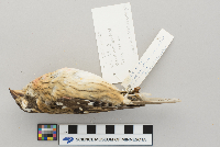 Pheucticus ludovicianus image