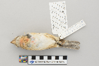 Pheucticus ludovicianus image