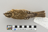Pheucticus ludovicianus image
