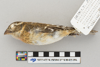 Pheucticus ludovicianus image
