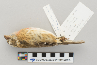 Pheucticus ludovicianus image