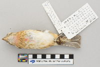 Pheucticus ludovicianus image