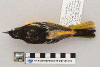 Catharus ustulatus image