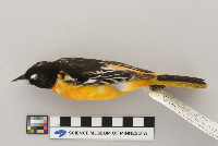 Catharus ustulatus image