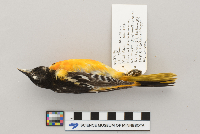 Catharus ustulatus image