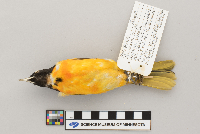 Catharus ustulatus image