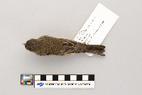 Vireo olivaceus image