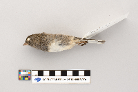 Vireo olivaceus image