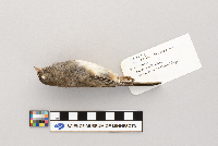 Vireo olivaceus image