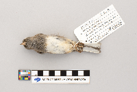 Vireo olivaceus image