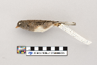 Junco hyemalis image