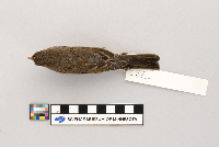 Junco hyemalis image