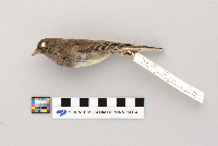 Junco hyemalis image