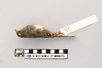 Junco hyemalis image