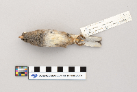 Junco hyemalis image