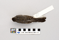 Junco hyemalis image