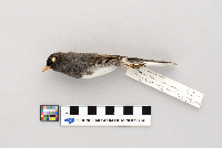 Junco hyemalis image