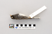 Junco hyemalis image
