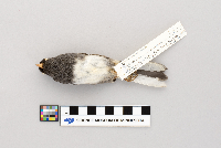 Junco hyemalis image