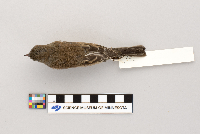 Junco hyemalis image