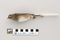 Junco hyemalis image
