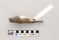 Junco hyemalis image