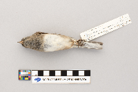 Junco hyemalis image