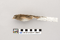 Junco hyemalis image