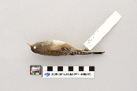 Junco hyemalis image