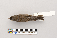 Junco hyemalis image