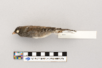 Junco hyemalis image