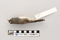Junco hyemalis image