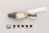 Junco hyemalis image