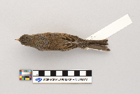 Junco hyemalis image