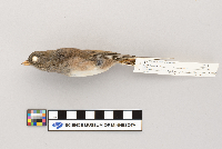 Junco hyemalis image