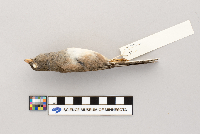 Junco hyemalis image