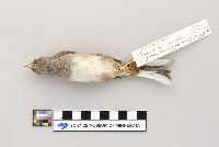 Junco hyemalis image