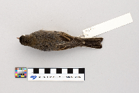 Junco hyemalis image