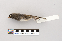 Junco hyemalis image