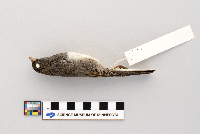 Junco hyemalis image