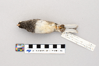 Junco hyemalis image