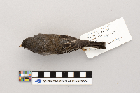 Junco hyemalis image