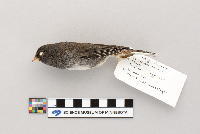 Junco hyemalis image