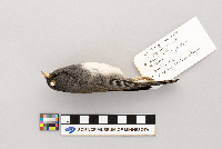Junco hyemalis image