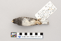Junco hyemalis image